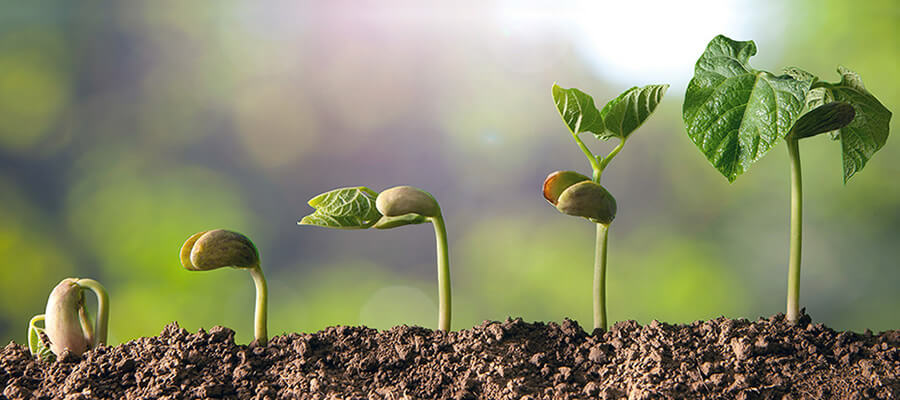 novo-seo-fases-projeto
